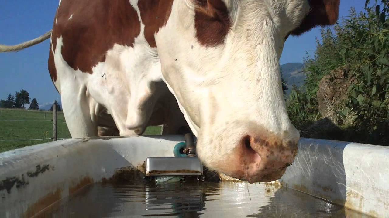 Traitement des eaux de boisson